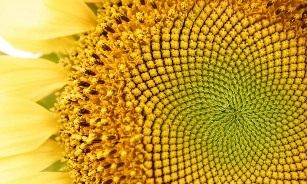 Macro sunflower seed head showing natural spiral phyllotaxis.